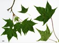 SpeciesSub: subsp. macropterum SpeciesSub: subsp. macropterum